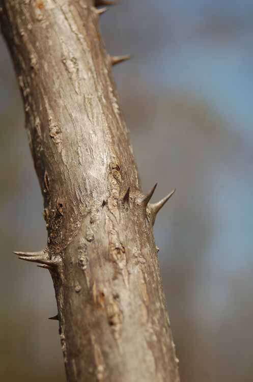 tree trunk